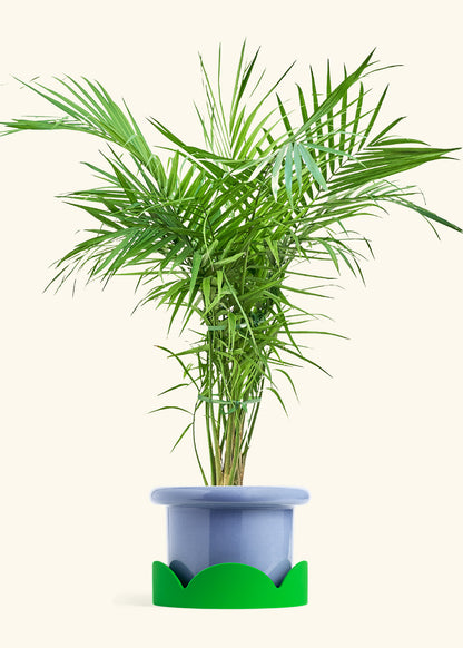 Majesty Palm in a 10 inches Fat Lip Blue Planter in a Shamrock Petal Drip Tray