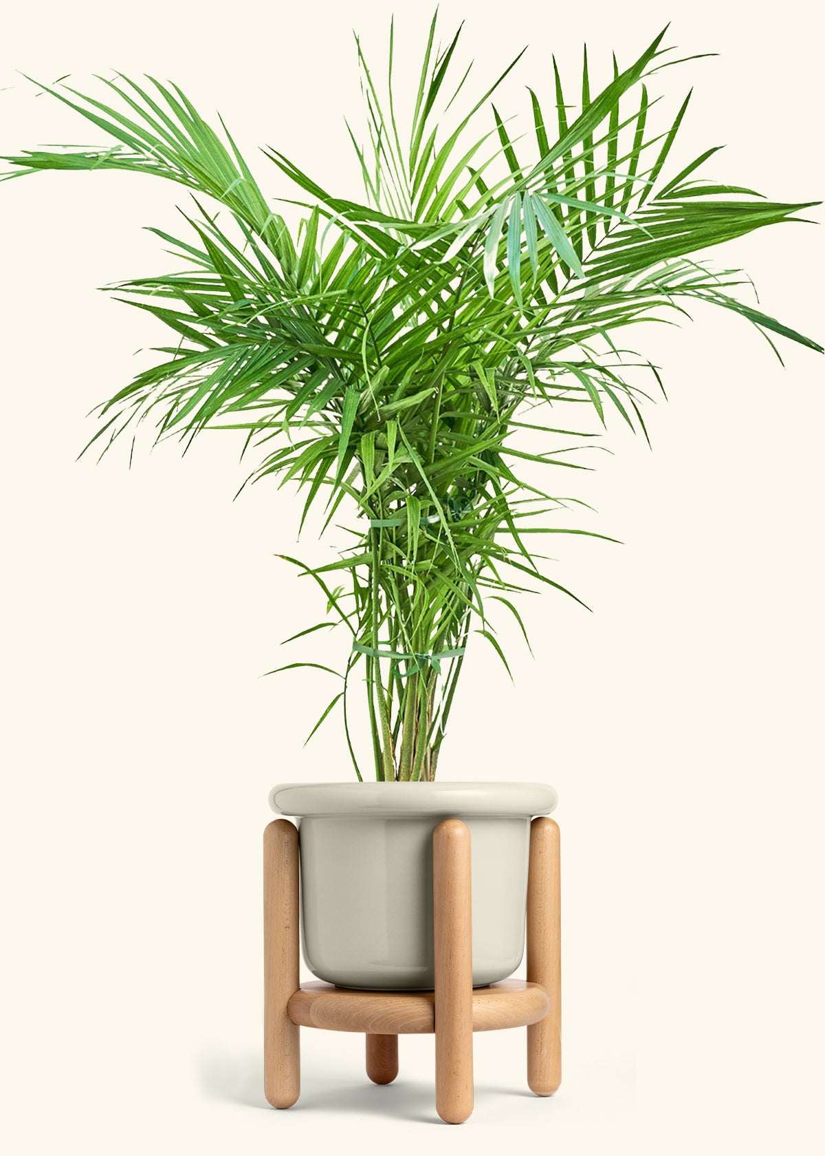 Majesty Palm in a 10 inches Fat Lip Oat Planter in a Beech Wood Stand