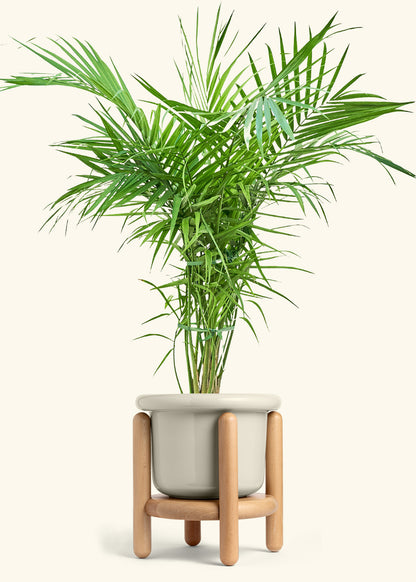 Majesty Palm in a 10 inches Fat Lip Oat Planter in a Beech Wood Stand