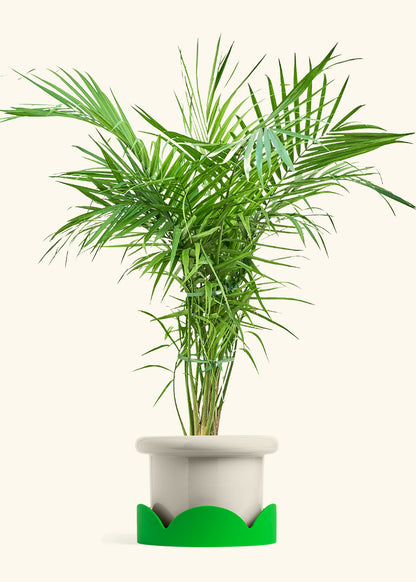 Majesty Palm in a 10 inches Fat Lip Oat Planter in a Shamrock Petal Drip Tray
