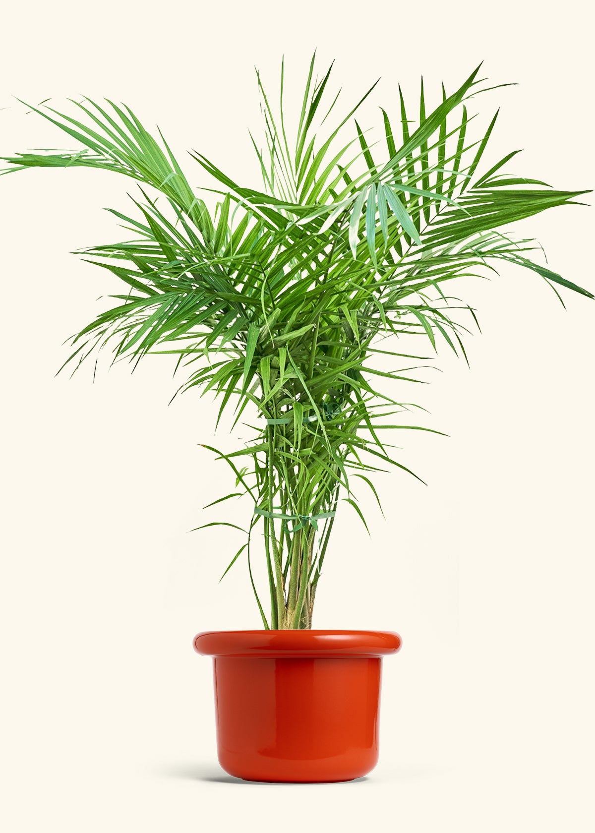 Majesty Palm in a 10 inches Fat Lip Red Planter 