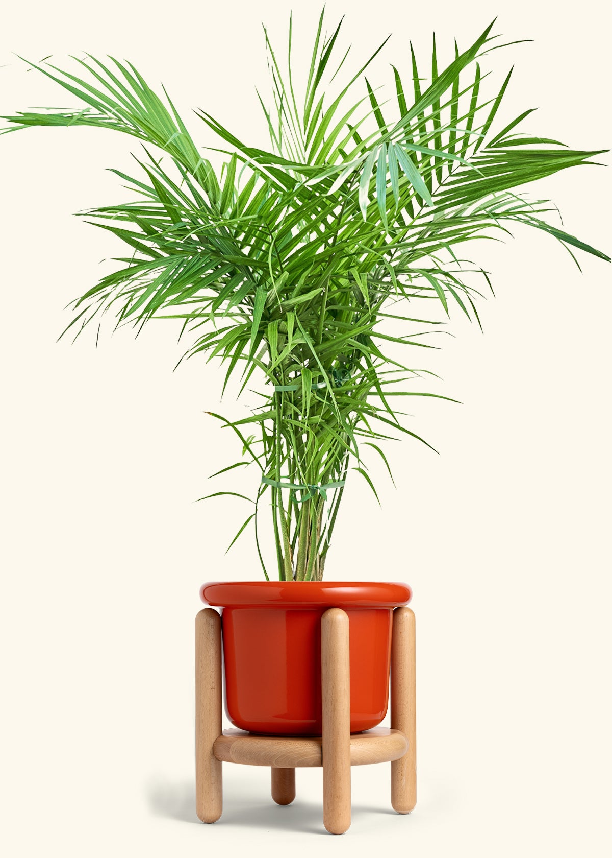 Majesty Palm in a 10 inches Fat Lip Red Planter in a Beech Wood Stand