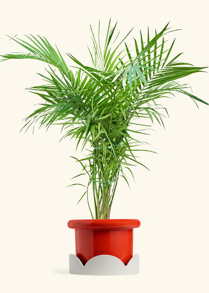 Majesty Palm in a 10 inches Fat Lip Red Planter in a Oat Petal Drip Tray