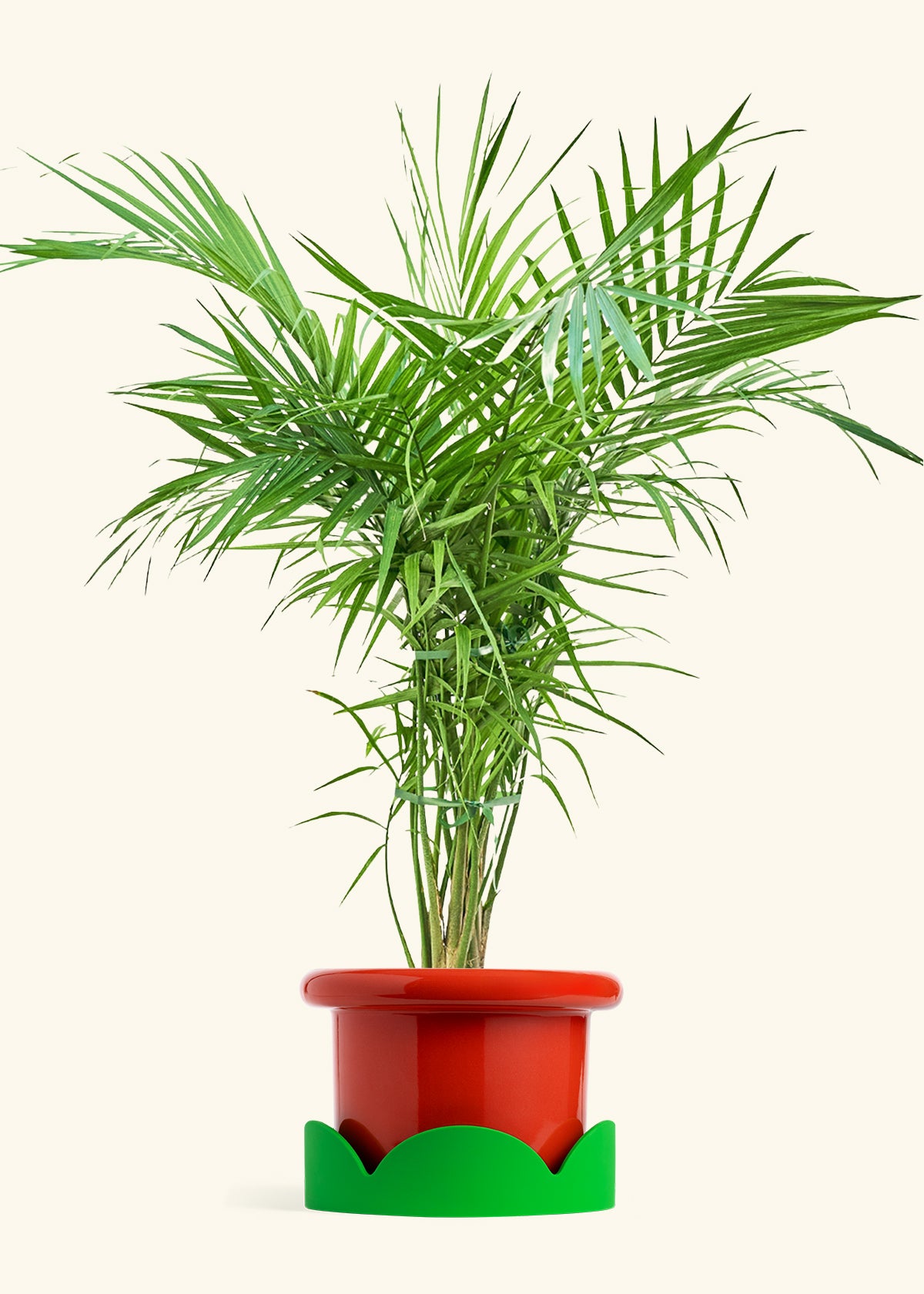 Majesty Palm in a 10 inches Fat Lip Red Planter in a Shamrock Petal Drip Tray
