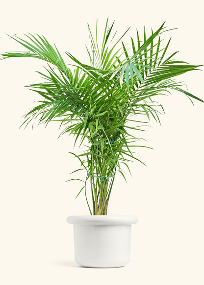 Majesty Palm in a 10 inches Fat Lip White Planter 