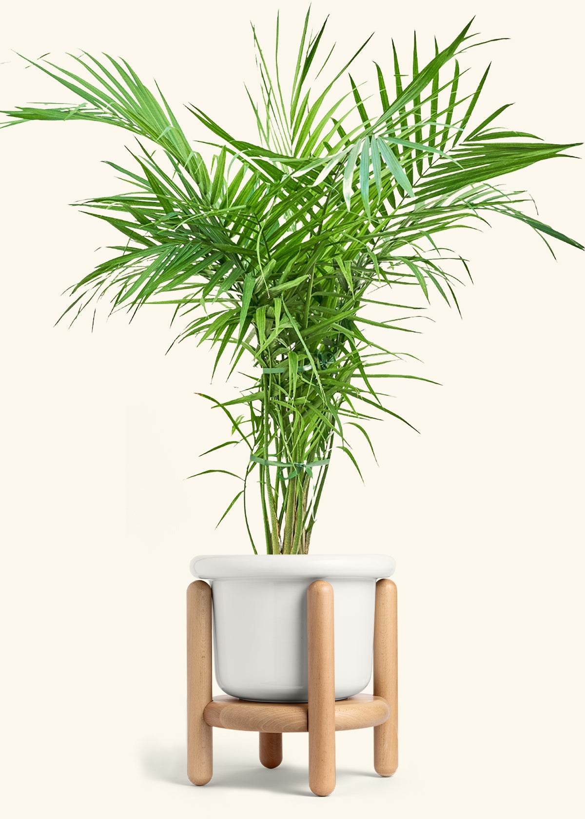 Majesty Palm in a 10 inches Fat Lip White Planter in a Beech Wood Stand