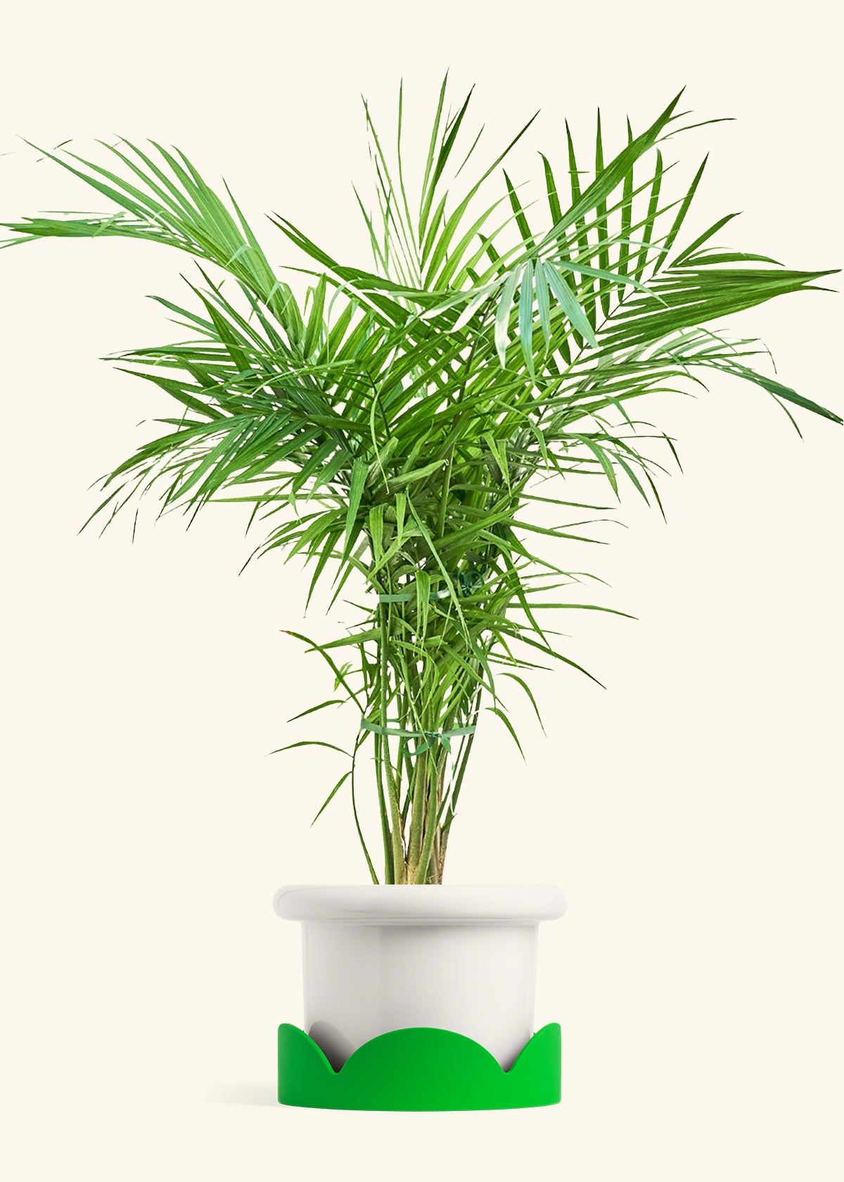 Majesty Palm in a 10 inches Fat Lip White Planter in a Shamrock Petal Drip Tray