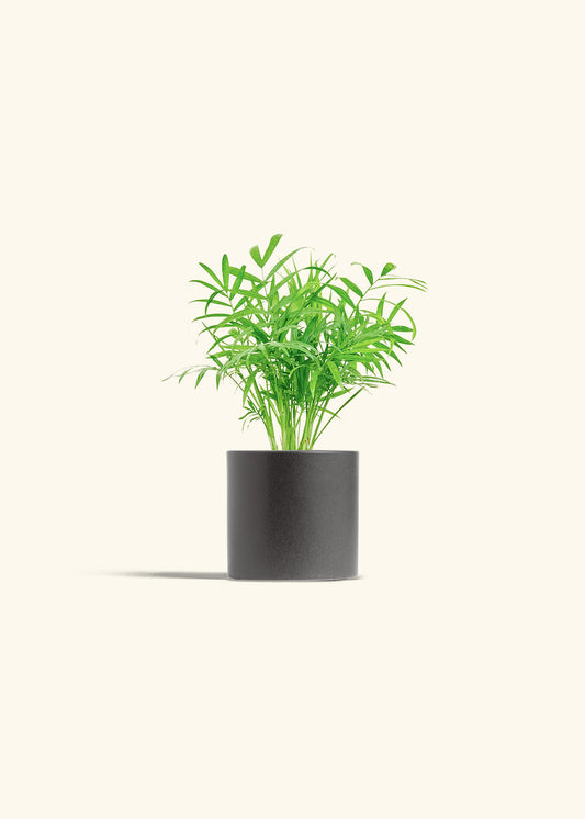 Parlor Palm in a 4 inches Charcoal Classic Cylinder Planter 