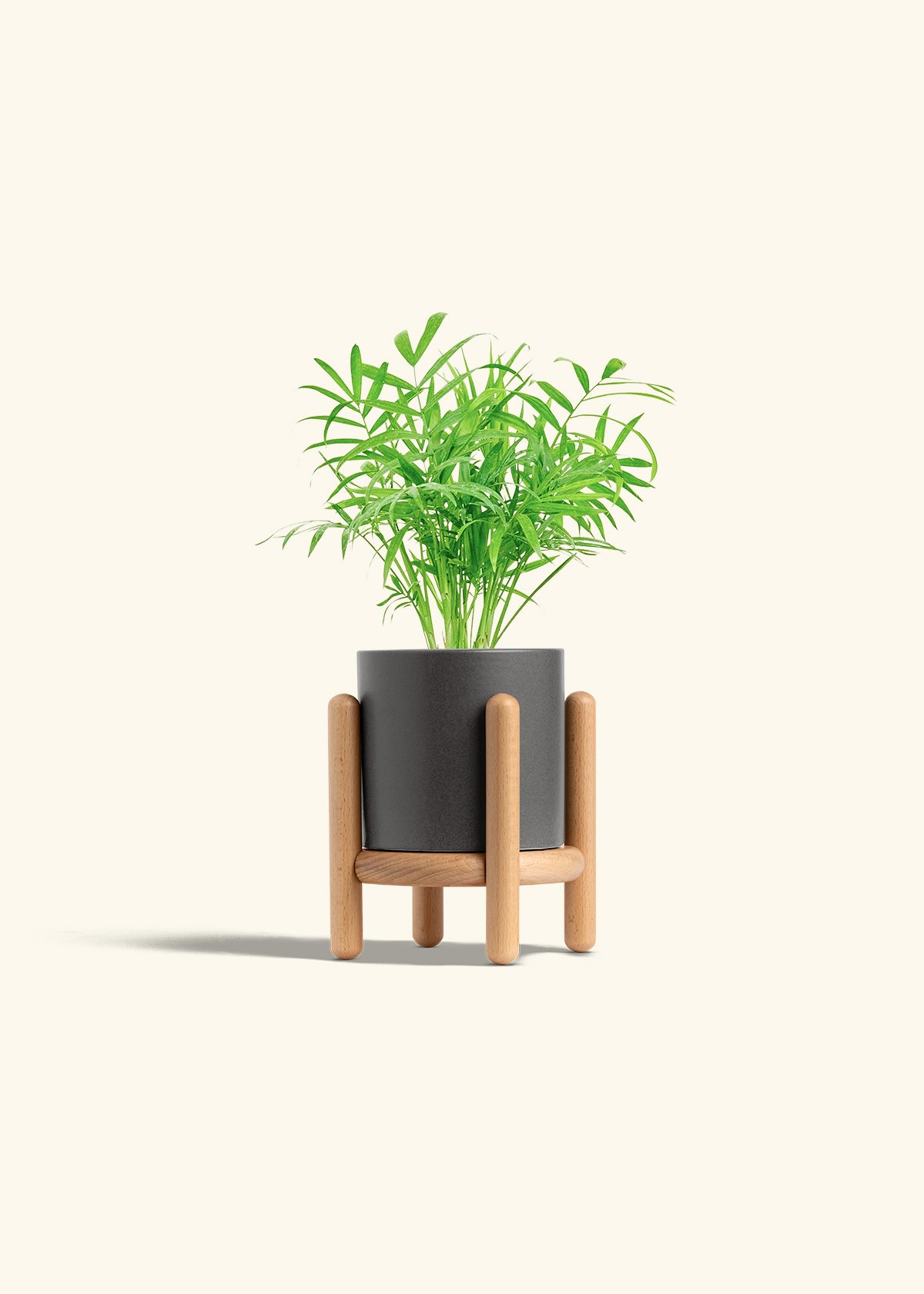 Parlor Palm in a 4 inches Charcoal Classic Cylinder Planter in a Beech Wood Stand