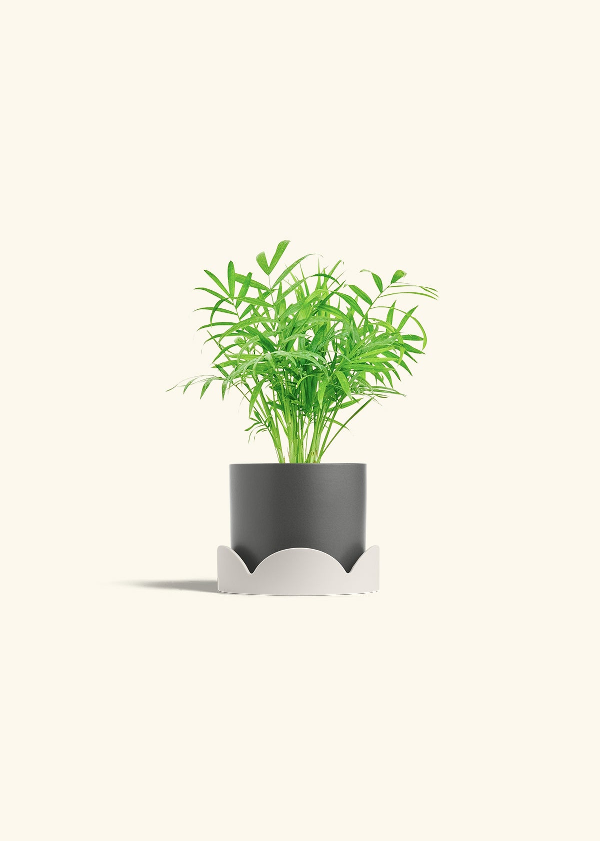 Parlor Palm in a 4 inches Charcoal Classic Cylinder Planter in a Oat Petal Drip Tray