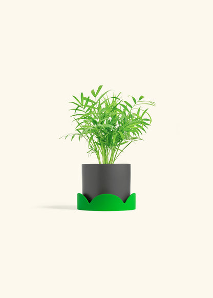 Parlor Palm in a 4 inches Charcoal Classic Cylinder Planter in a Shamrock Petal Drip Tray