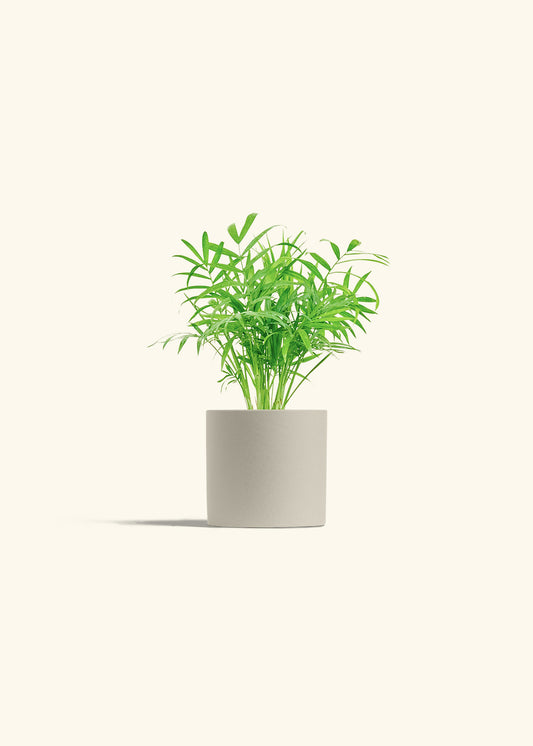 Parlor Palm in a 4 inches Oat Classic Cylinder Planter 