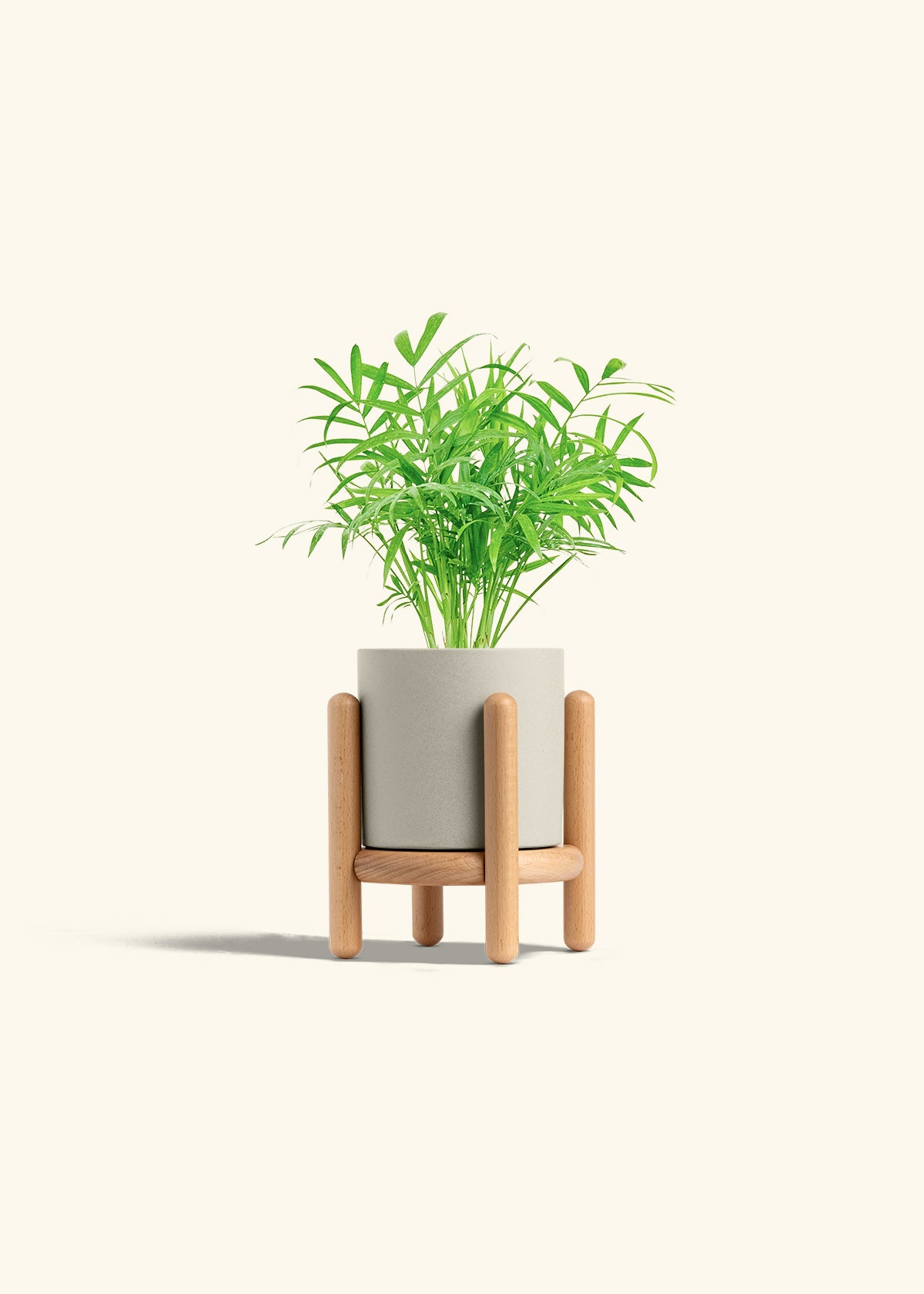 Parlor Palm in a 4 inches Oat Classic Cylinder Planter in a Beech Wood Stand