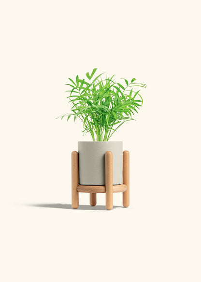 Parlor Palm in a 4 inches Oat Classic Cylinder Planter in a Beech Wood Stand