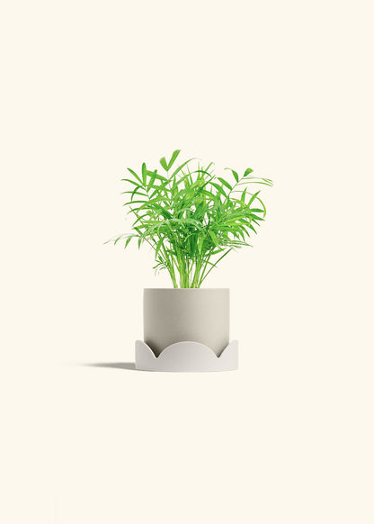 Parlor Palm in a 4 inches Oat Classic Cylinder Planter in a Oat Petal Drip Tray