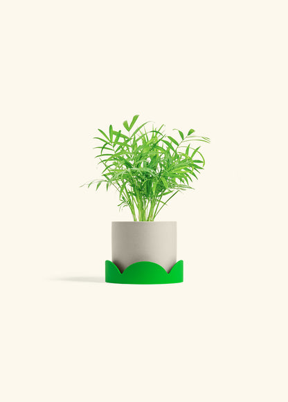 Parlor Palm in a 4 inches Oat Classic Cylinder Planter in a Shamrock Petal Drip Tray