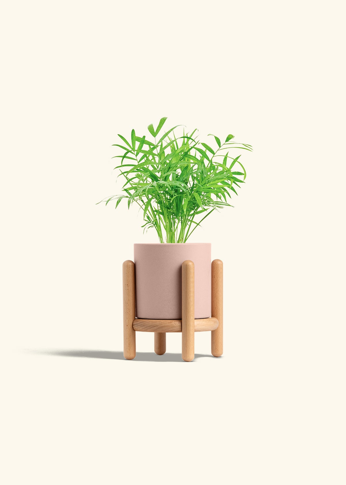 Parlor Palm in a 4 inches Pink Classic Cylinder Planter in a Beech Wood Stand