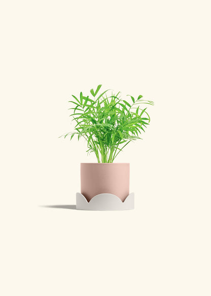 Parlor Palm in a 4 inches Pink Classic Cylinder Planter in a Oat Petal Drip Tray