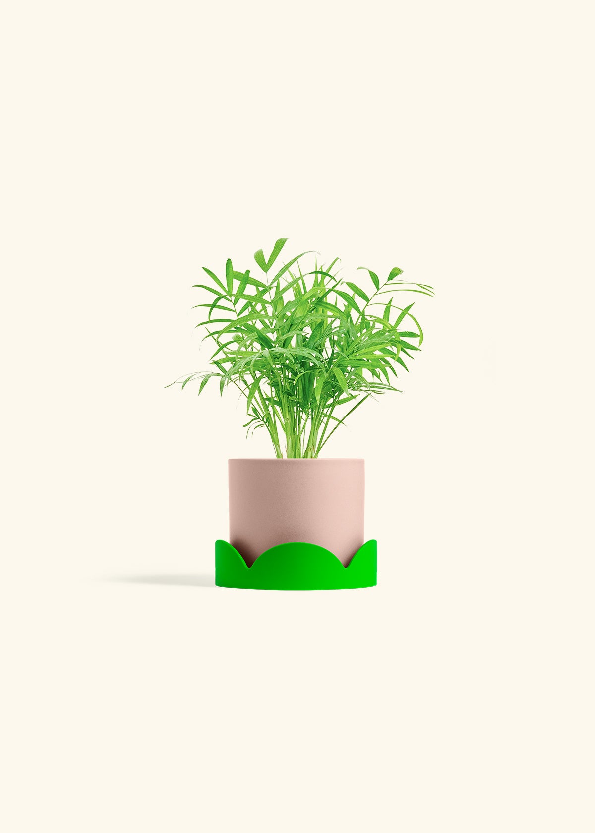 Parlor Palm in a 4 inches Pink Classic Cylinder Planter in a Shamrock Petal Drip Tray