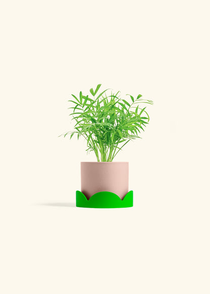 Parlor Palm in a 4 inches Pink Classic Cylinder Planter in a Shamrock Petal Drip Tray