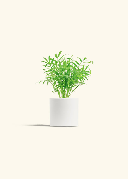 Parlor Palm in a 4 inches White Classic Cylinder Planter 