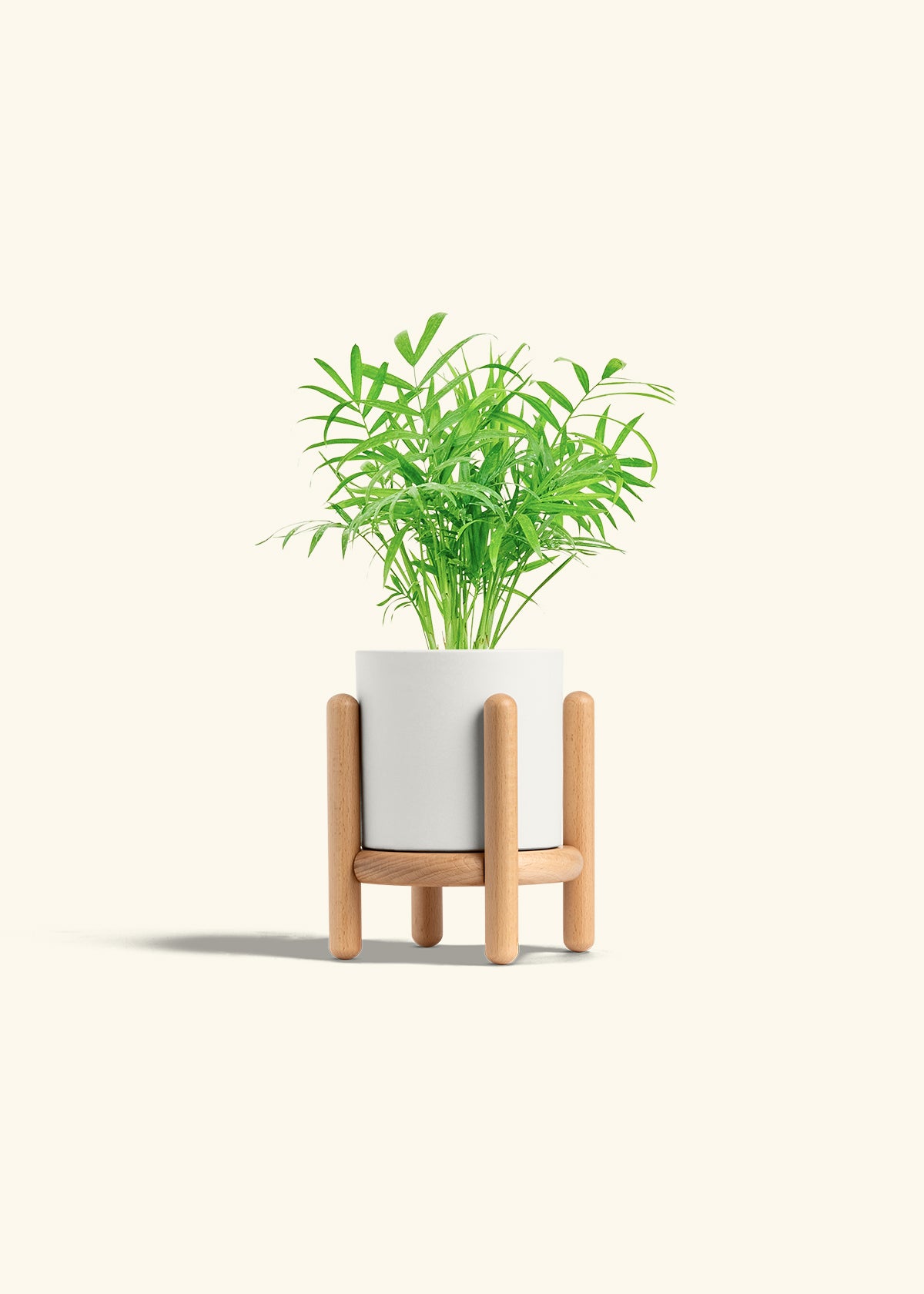 Parlor Palm in a 4 inches White Classic Cylinder Planter in a Beech Wood Stand