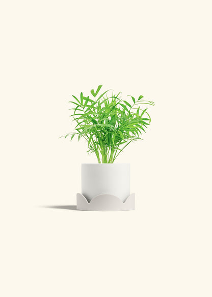 Parlor Palm in a 4 inches White Classic Cylinder Planter in a Oat Petal Drip Tray