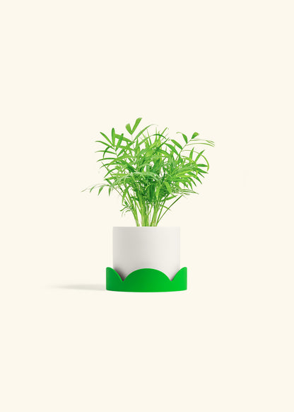 Parlor Palm in a 4 inches White Classic Cylinder Planter in a Shamrock Petal Drip Tray