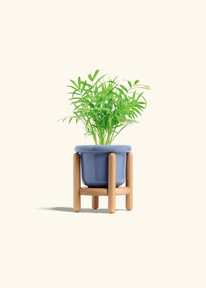 Parlor Palm in a 4 inches Fat Lip Blue Planter in a Beech Wood Stand
