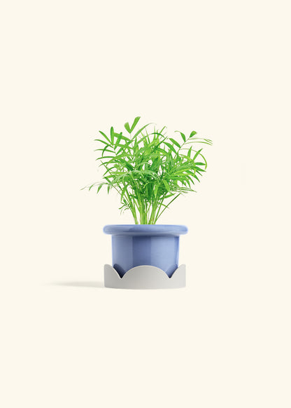 Parlor Palm in a 4 inches Fat Lip Blue Planter in a Oat Petal Drip Tray