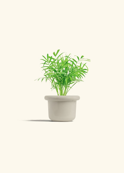 Parlor Palm in a 4 inches Fat Lip Oat Planter 