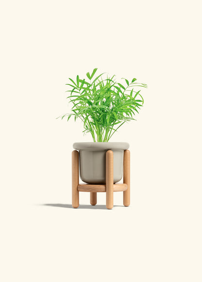 Parlor Palm in a 4 inches Fat Lip Oat Planter in a Beech Wood Stand