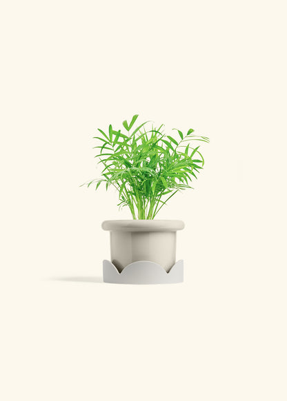 Parlor Palm in a 4 inches Fat Lip Oat Planter in a Oat Petal Drip Tray