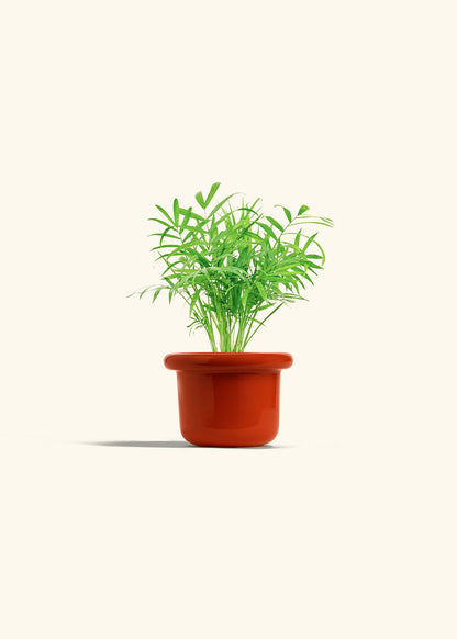 Parlor Palm in a 4 inches Fat Lip Red Planter 