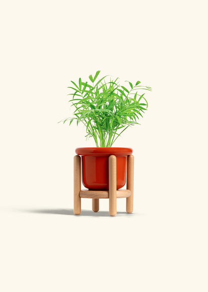 Parlor Palm in a 4 inches Fat Lip Red Planter in a Beech Wood Stand