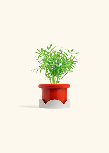 Parlor Palm in a 4 inches Fat Lip Red Planter in a Oat Petal Drip Tray