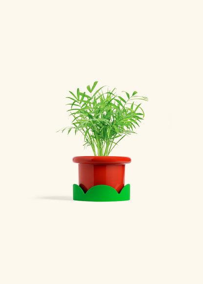 Parlor Palm in a 4 inches Fat Lip Red Planter in a Shamrock Petal Drip Tray