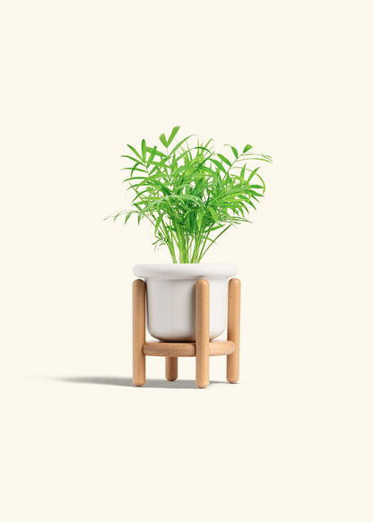 Parlor Palm in a 4 inches Fat Lip White Planter in a Beech Wood Stand