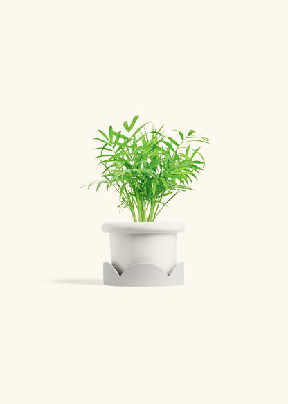 Parlor Palm in a 4 inches Fat Lip White Planter in a Oat Petal Drip Tray