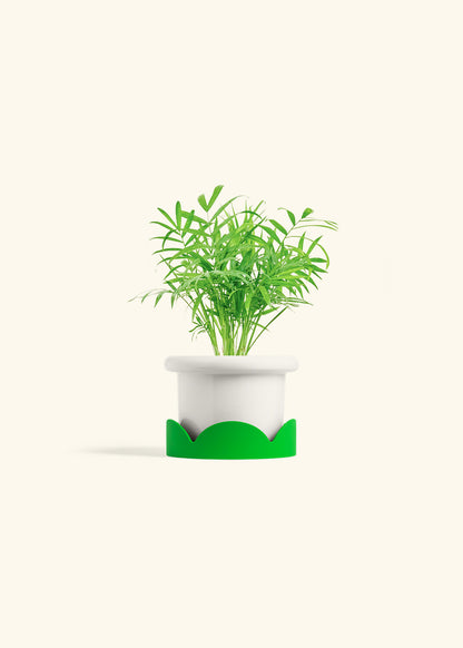 Parlor Palm in a 4 inches Fat Lip White Planter in a Shamrock Petal Drip Tray