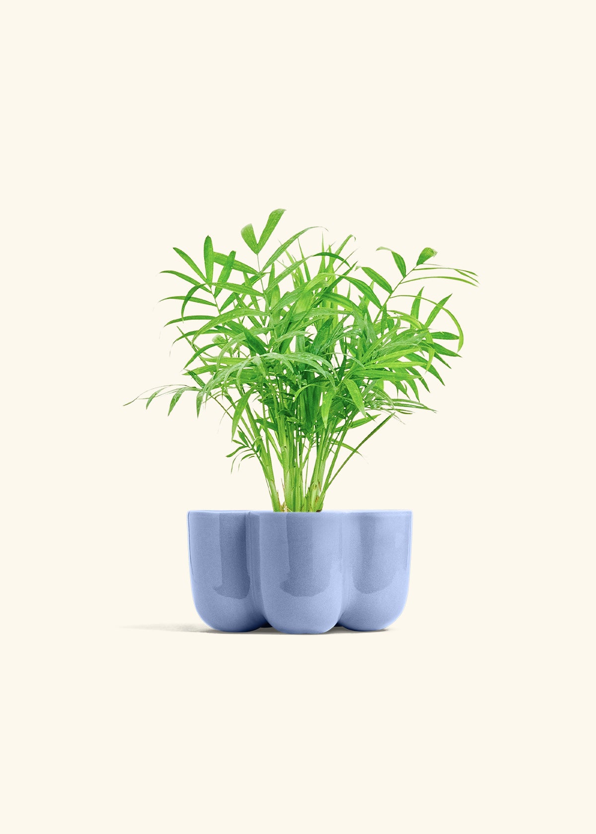 Parlor Palm in a 4 inches in a Blue Petal Planter