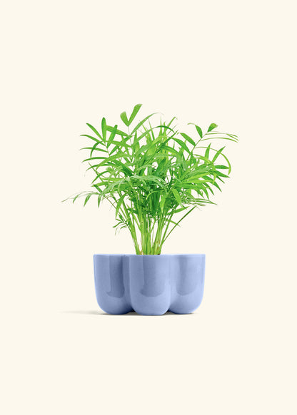 Parlor Palm in a 4 inches in a Blue Petal Planter