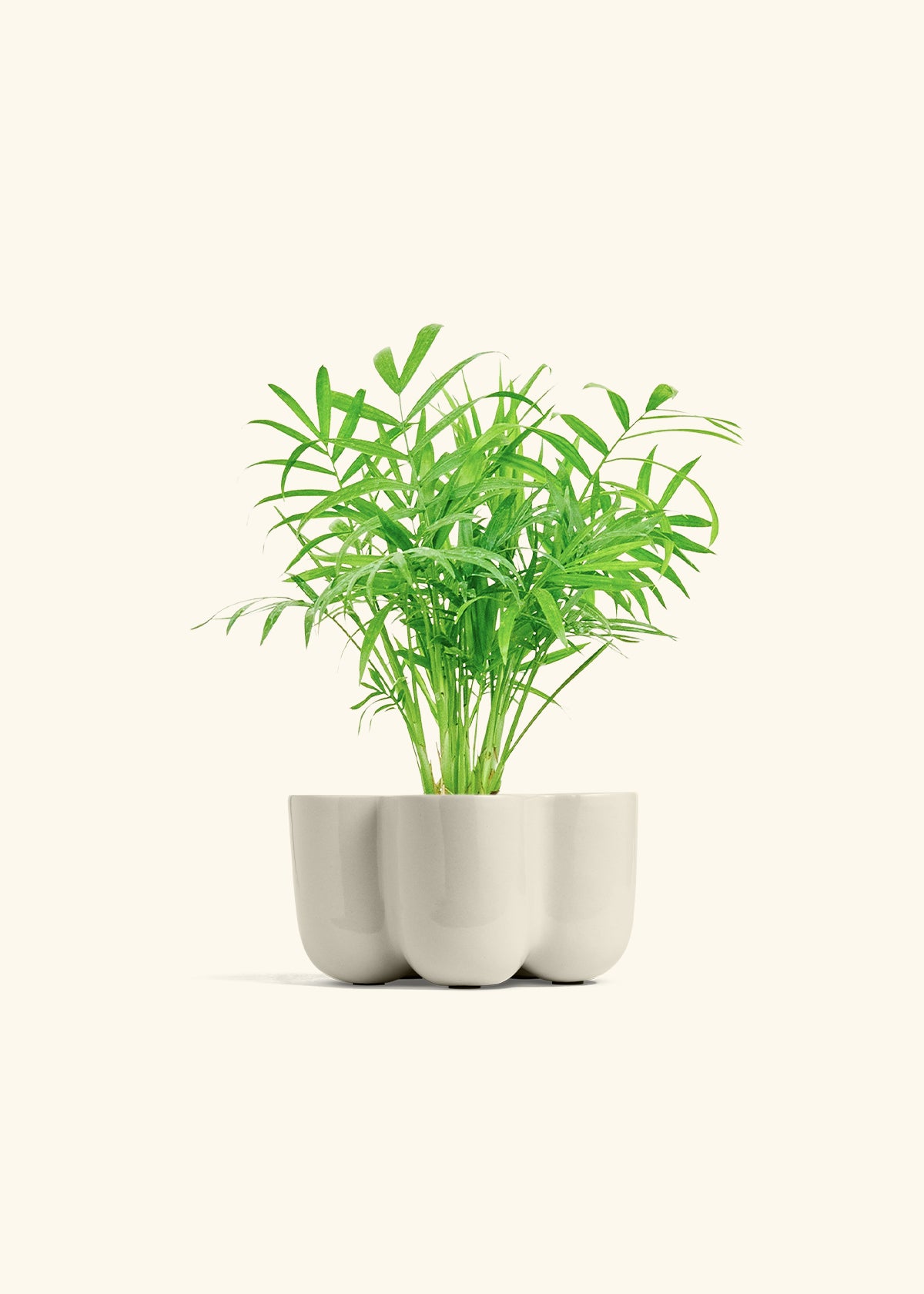 Parlor Palm in a 4 inches in a Oat Petal Planter