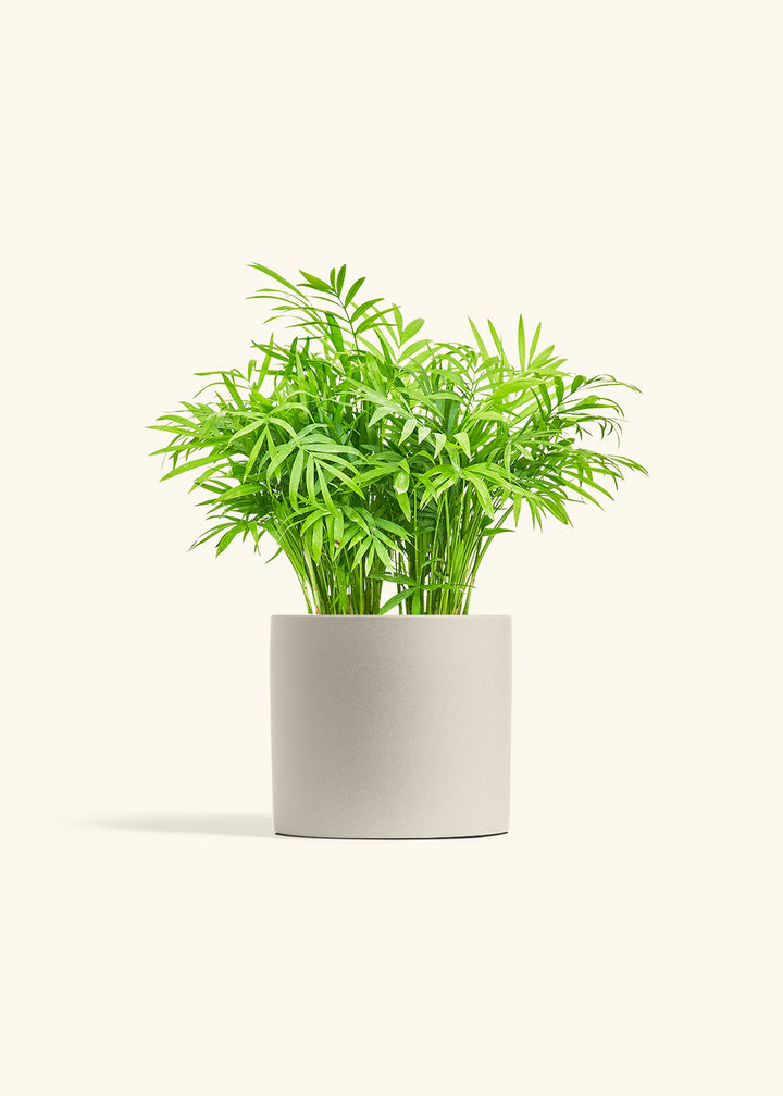 Parlor Palm in a 6 inches Oat Classic Cylinder Planter in a Oat Petal Drip Tray