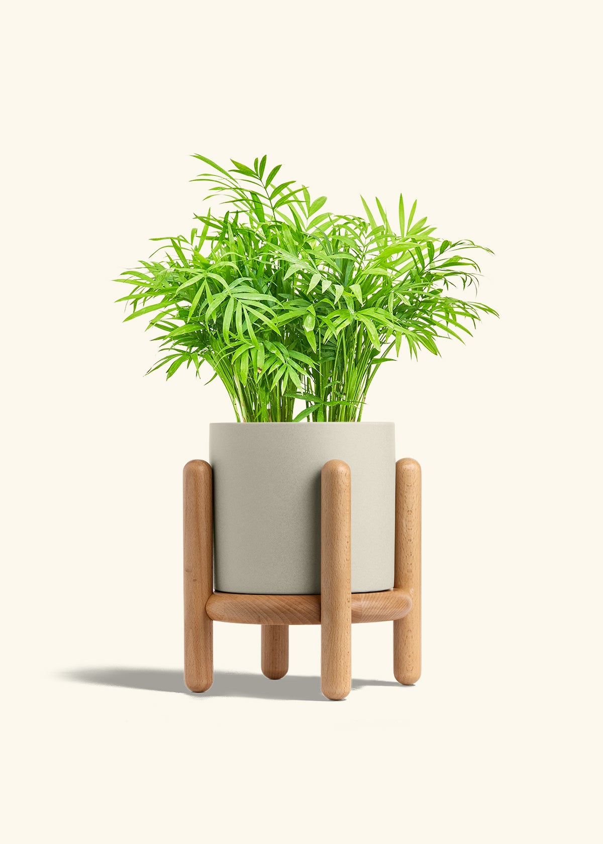 Parlor Palm in a 6 inches Oat Classic Cylinder Planter in a Beech Wood Stand