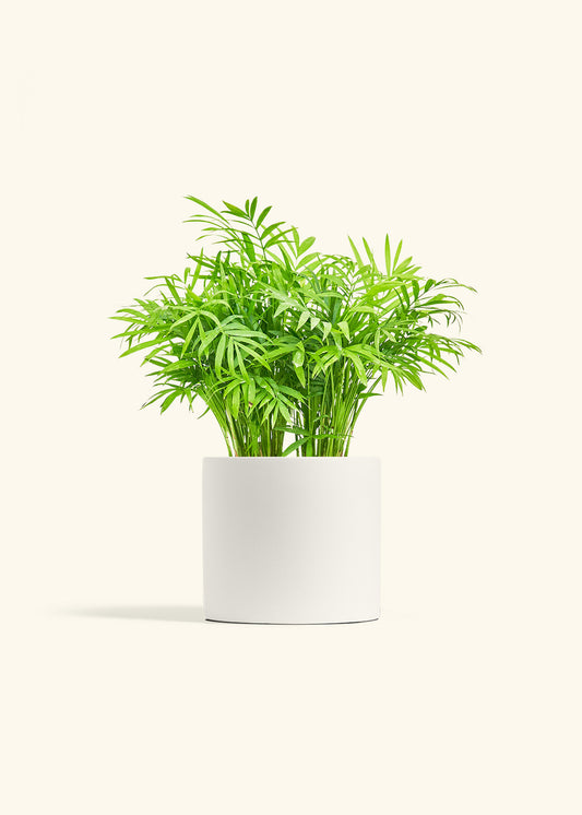 Parlor Palm in a 6 inches White Classic Cylinder Planter 