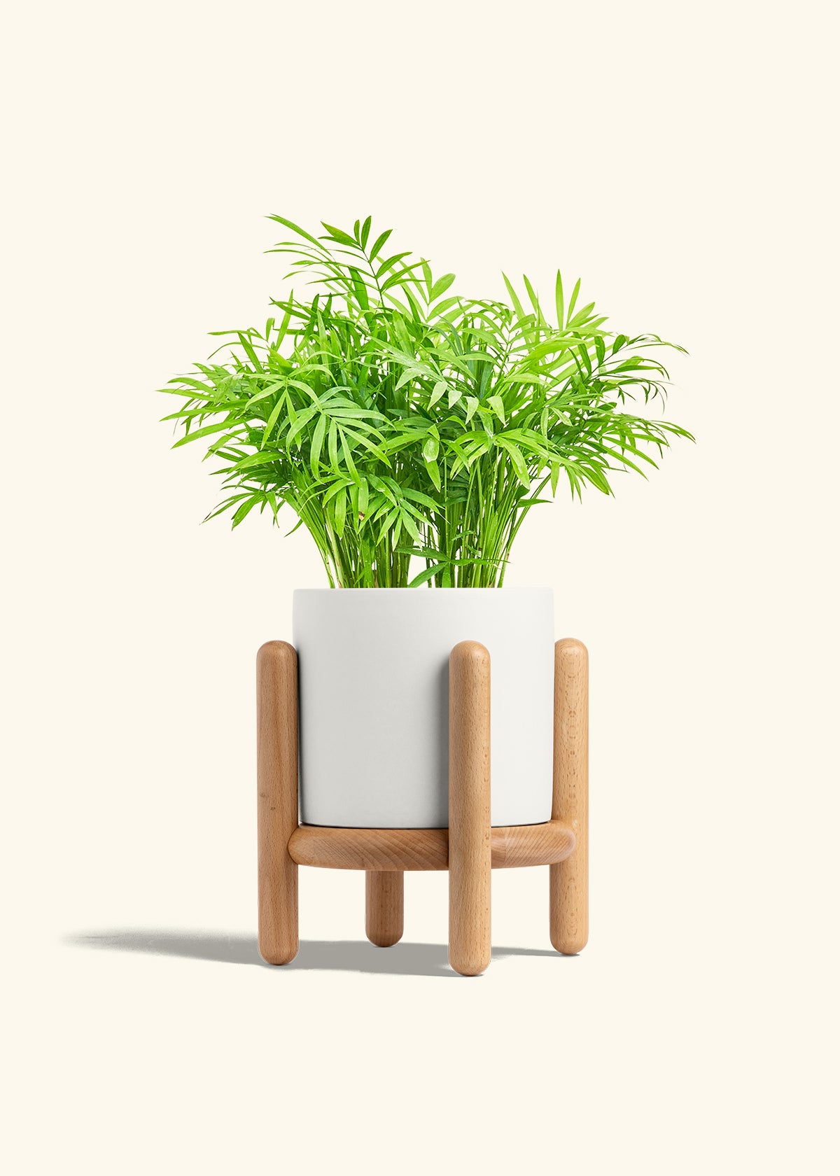 Parlor Palm in a 6 inches White Classic Cylinder Planter in a Beech Wood Stand