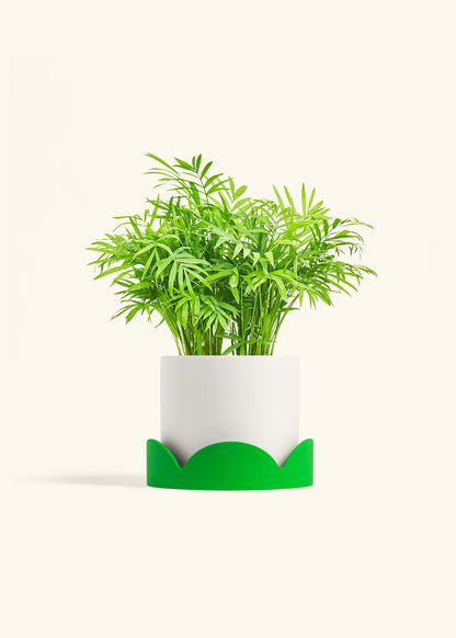 Parlor Palm in a 6 inches White Classic Cylinder Planter in a Shamrock Petal Drip Tray