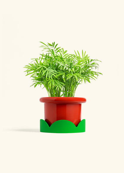 Parlor Palm in a 6 inches Fat Lip Red Planter in a Shamrock Petal Drip Tray