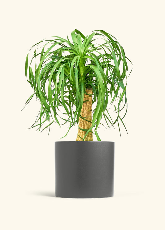 Ponytail Palm in a 10 inches Charcoal Classic Cylinder Planter 